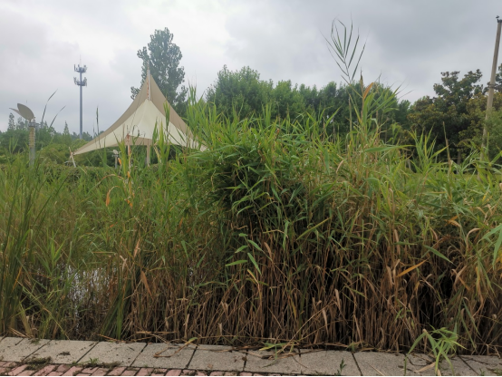 1626417394345950.png 凝视上河城门口的那片芦苇7.png