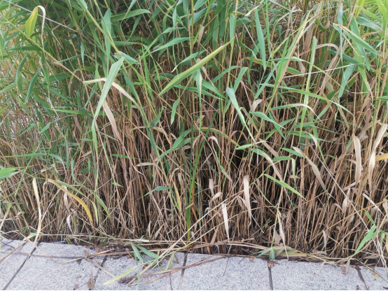 1626417412715619.png 凝视上河城门口的那片芦苇1608.png