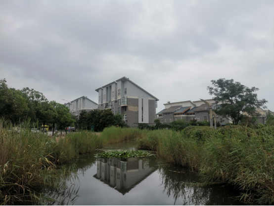 1626417425201426.png 凝视上河城门口的那片芦苇2166.png