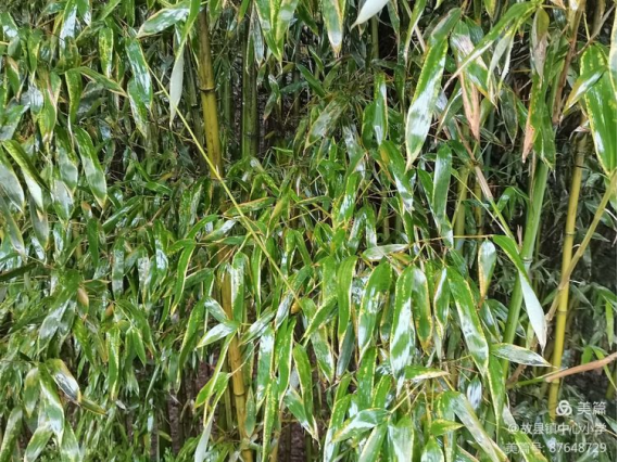 �鱦�й���������Сѧ ������ǰ ��������(1)399.png