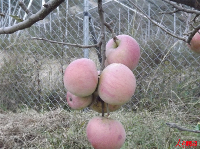 Ϻ    زپҵıƪ(ͼ1)