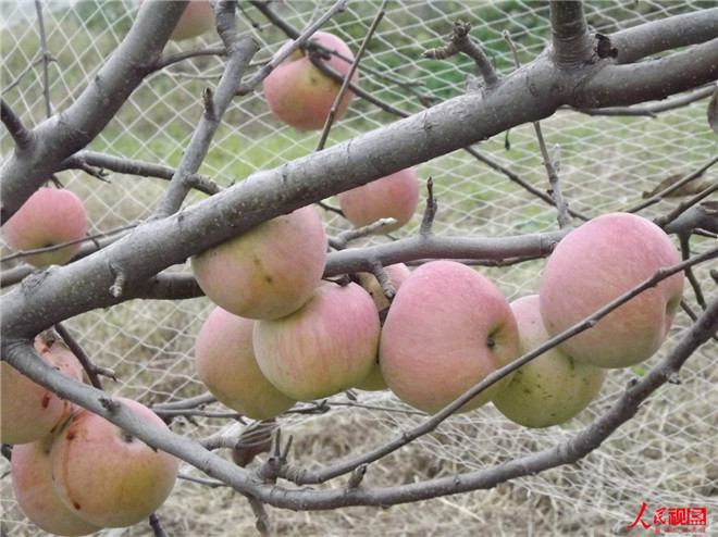 Ϻ    زپҵıƪ(ͼ2)