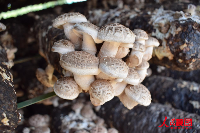 Ϸ¥򣺡+׳ɫҵ(ͼ2)