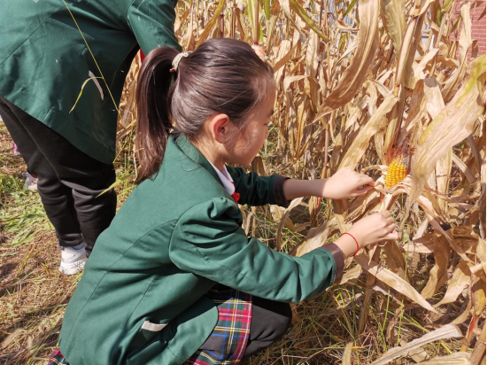 1635472280338798.png 莲花街小学+陈静+采摘秋日硕果 体验劳动之美 ——高新区莲花街小学劳动课程秋日采摘活动纪实765.png