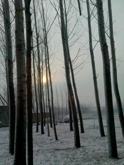 1637571365221274.png 梦中的雪,明天要来到(1)65.png