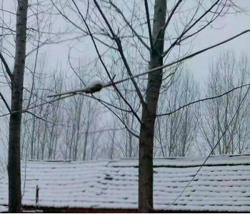 1637571377109815.png 梦中的雪,明天要来到(1)321.png