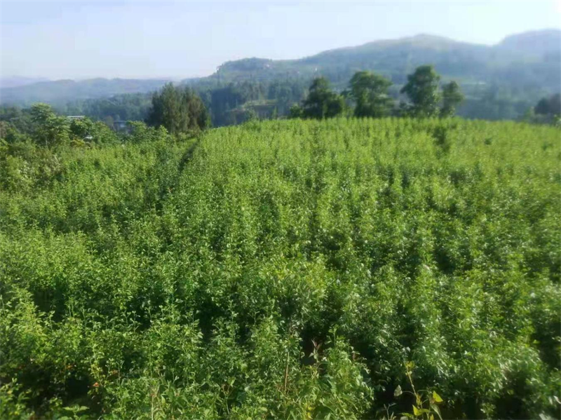 1650543467836612.png 图片15.png