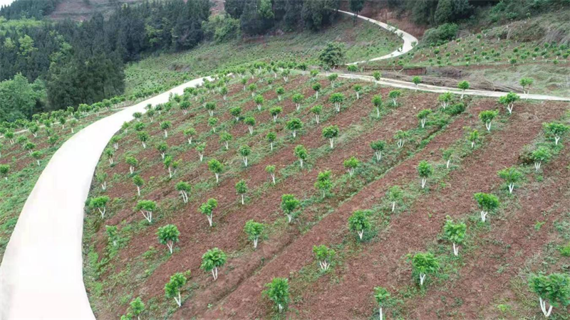 1650543502617899.png 图片17.png