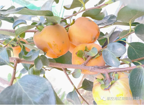 �� ���黭�� ͯȤ��ժ ��������԰�׶�԰���Ӳ�ժ�212.png