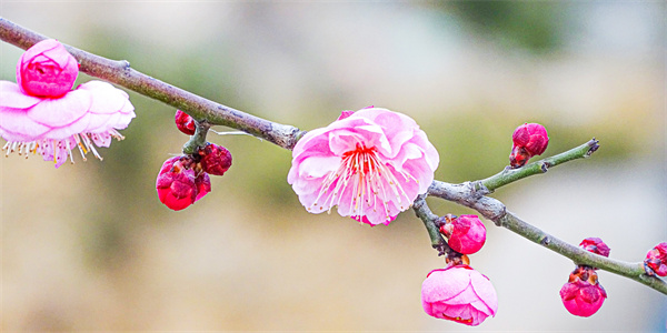 DSC02347_ͼ.jpg