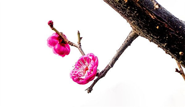 DSC02331_ͼ.jpg