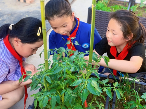 1686276268772256.jpg 辨别黄瓜花.jpg