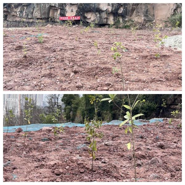 1710233277785330.jpg 333333.jpg