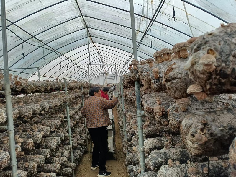 1733391080723249.jpg 图片1.jpg