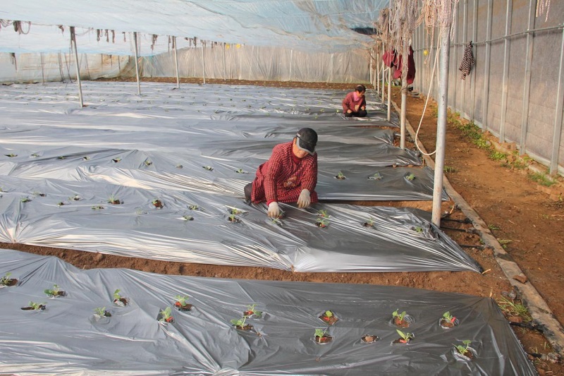 1736763142317575.jpg 图片2.jpg