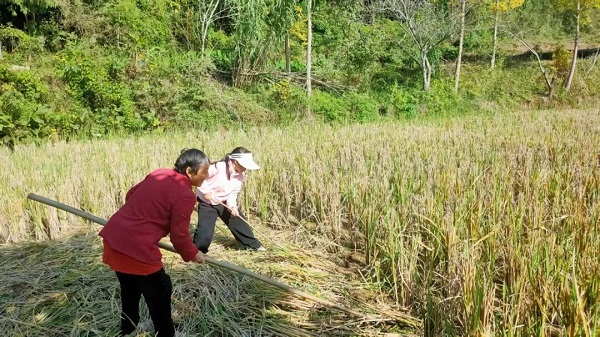 1763175932249477.jpg 640 (3).jpg