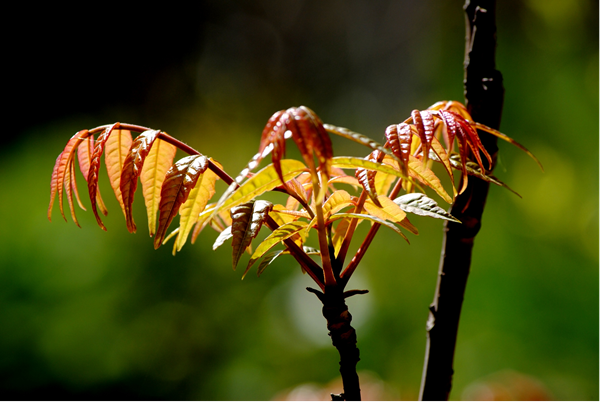 1767756243351665.png 图片2.png