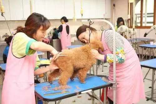 四川五月花技师学院 四川五月花技师学院