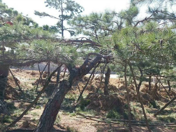 山东造型黑松 山东造型黑松