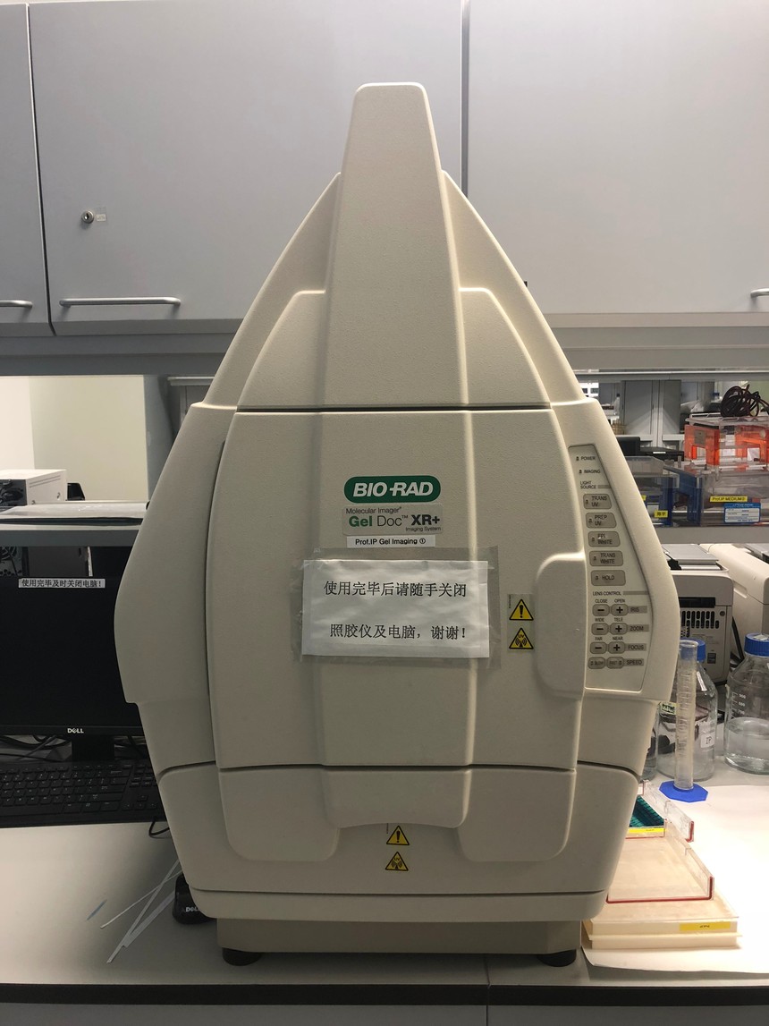 Bio-Rad Gel Doc XR+.jpg