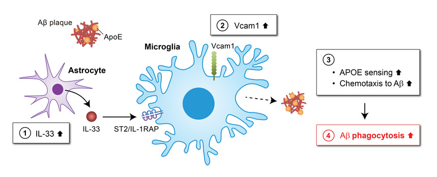 Illustration of VCAM1-APOE signalling pathway for Alzheimers disease.jpg