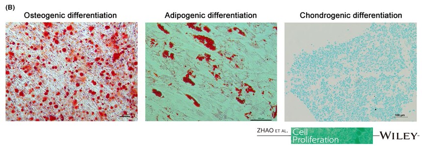 2021 cell proliferation.jpg