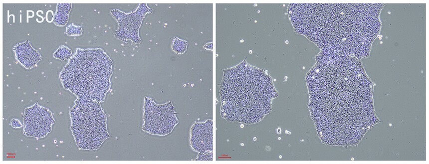 RC200120 hiPSC.jpg