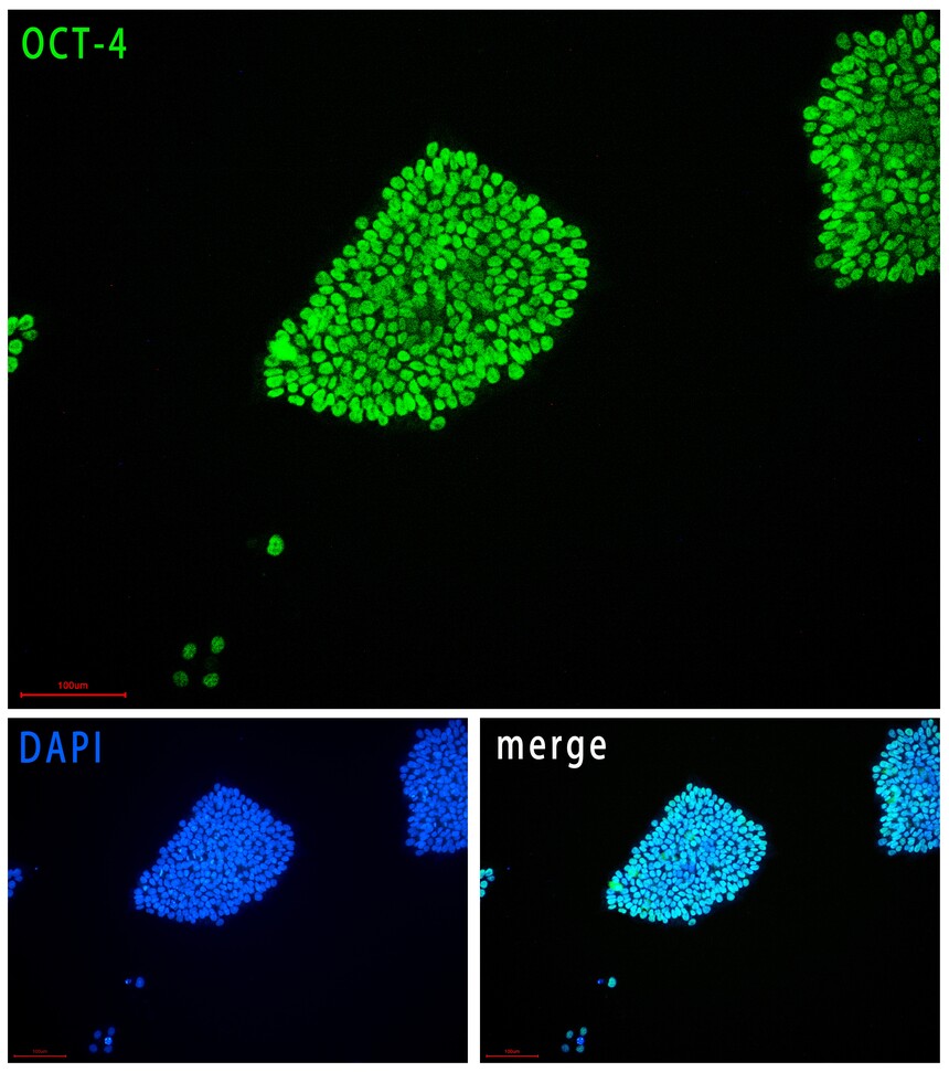 RC200120 ES������ OCT-4.jpg