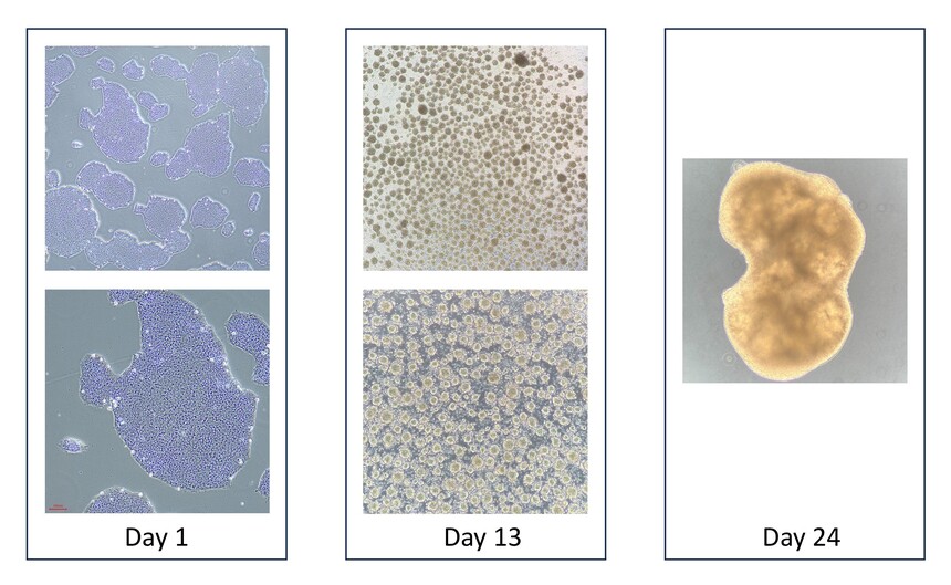 ��Ԫ���� ���������Լ���.jpg