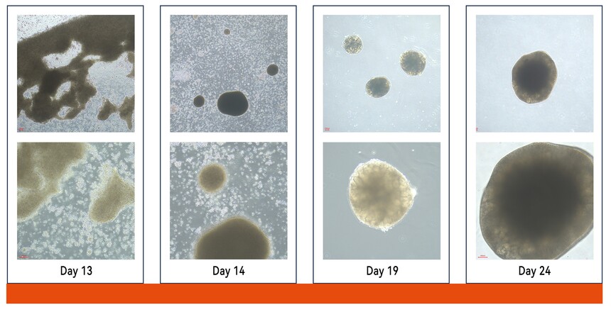 ��Ԫ���� ���������Լ���.jpg