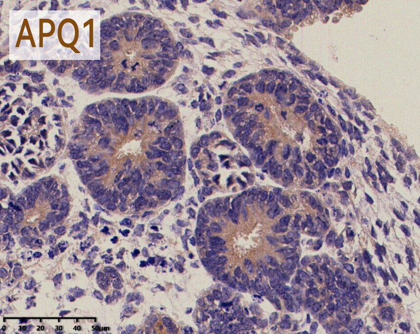 ��Ԫ���� fuyuanbio RC200134 ���������Լ���