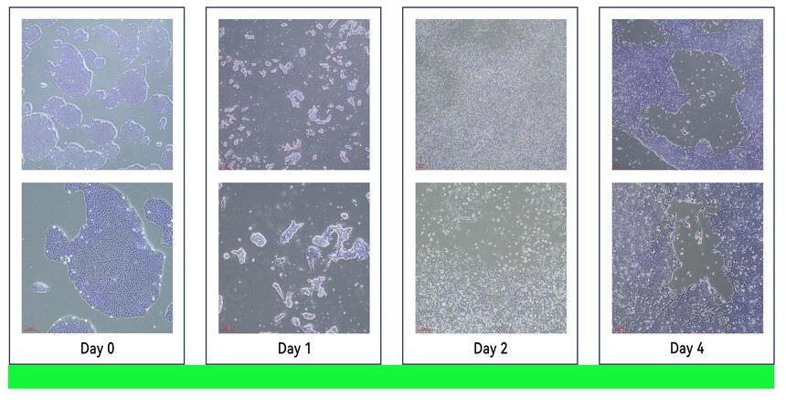 弗元生物 fuyuanbio RC200134 肾类器官试剂盒 弗元生物 fuyuanbio RC200134 肾类器官试剂盒