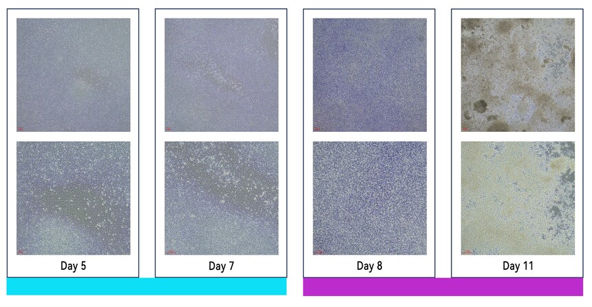 弗元生物 fuyuanbio RC200134 肾类器官试剂盒 弗元生物 fuyuanbio RC200134 肾类器官试剂盒
