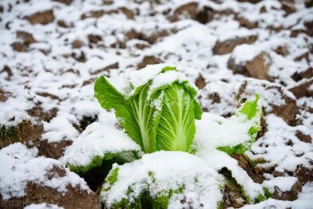 1763442881441627.jpg 1763442881441627.jpg