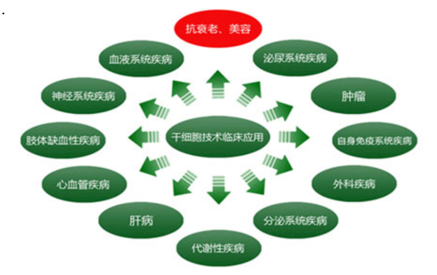 脐带血作用 脐带血作用
