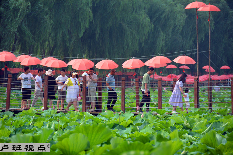 1593562056500967.jpg 000_1917.JPG