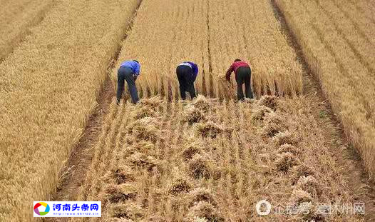 mmexport1605583040195.jpg