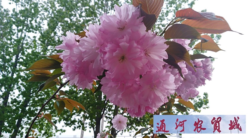 IMG_20210407_090649.jpg