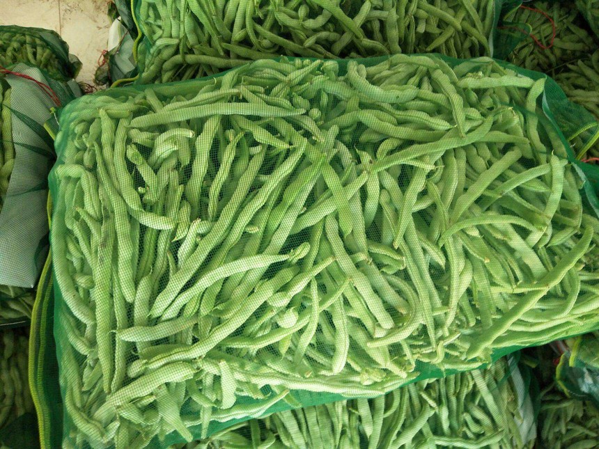 豆角冷库储存多久