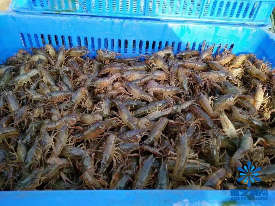 小龙虾冷库储存