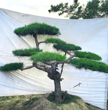 造型油松