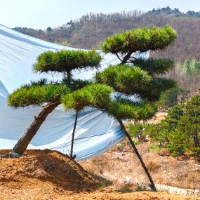 造型松基地