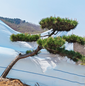 造型油松