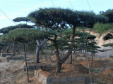 景觀(guān)松
