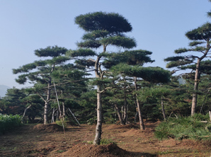 庭院造型黑松