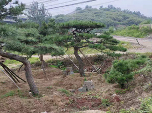 造型黑松