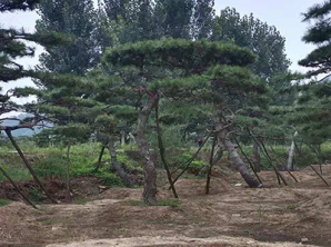 萊蕪造型黑松