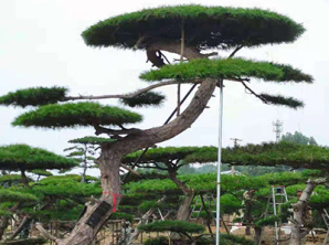 景觀(guān)松