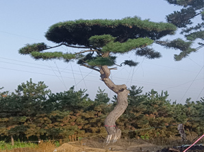 造型松
