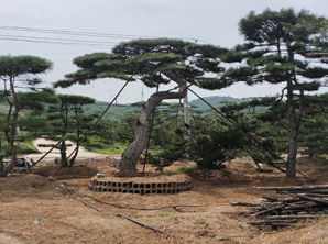 造型松批發(fā)
